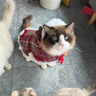 嬉皮狗（hipidog）貓咪衣服秋冬季加厚保暖格子圣誕牽引披風(fēng)貓咪狗狗寵物衣服圣誕節 德羅紅 L （建議體重8-12斤） 曬單實(shí)拍圖