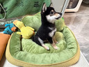 短云靠山窩狗床四季通用貓咪窩可清洗沙發(fā)窩睡墊加厚冬季保暖寵物窩墊 狗狗沙發(fā)窩-棕綠 M中號【5斤內貓狗】 曬單實(shí)拍圖