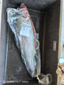 龍羊峽冰鮮國產(chǎn)青海三文魚(yú)整條大魚(yú)禮盒冷水魚(yú)生鮮高原虹鱒送禮順豐 冰鮮整魚(yú)禮盒 4.3kg （8-9斤） 曬單實(shí)拍圖