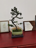 詩(shī)甲羅漢松盆景真柏老樁盆栽四季常青好養植物送禮高檔盆景耐寒室內外 S造型雀舌羅漢松+冰裂藍盆 曬單實(shí)拍圖