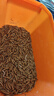 崇霧黃粉蟲(chóng)大麥蟲(chóng)活蟲(chóng)面包蟲(chóng)活體鮮活蟲(chóng)烏龜八哥倉鼠鳥(niǎo)食守宮龍魚(yú)飼料 曬單實(shí)拍圖