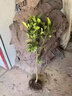 玉環(huán)文旦柚苗嫁接柚子苗文旦柚子樹(shù)苗當年結果地栽南北方種果樹(shù)苗 4年苗當年結果（包成活 適合新手種植） 曬單實(shí)拍圖