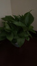特價(jià)綠蘿盆栽室內客廳辦公室吸甲醛凈化空氣水培植物綠植花卉好養 【4盆】180綠蘿+綠色加侖盆自吸水 整體含盆高度20-25cm 曬單實(shí)拍圖