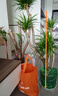 嘆為觀(guān)止 大型盆栽 單桿辮子發(fā)財樹(shù)天堂鳥(niǎo)綠蘿散尾葵辦公室內開(kāi)業(yè)喬遷禮品 多頭龍血樹(shù)1.3-1.5米【鉆石盆】 含盆 曬單實(shí)拍圖