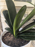 花行榜四季盆栽花卉綠植物室內圓頭和尚 君子蘭8-10片葉-原盆土源頭直發(fā) 曬單實(shí)拍圖