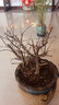 鹿凌青四季開(kāi)花日本重瓣海棠花盆栽花卉觀(guān)花植物室內盆景樹(shù)樁大花苗 11年長(cháng)壽冠海棠(造型) 曬單實(shí)拍圖