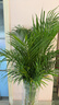 愛(ài)優(yōu)尚散尾葵植物盆栽客廳大型綠植室內落地辦公室好養鳳尾竹源頭直發(fā) 曬單實(shí)拍圖