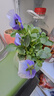 三色堇花苗角堇皺邊角堇耐寒庭院園地栽植物陽(yáng)臺盆栽耐寒帶花發(fā)貨 角堇紫色3盆 曬單實(shí)拍圖