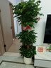 愛(ài)優(yōu)尚幸福樹(shù)盆栽客廳室內大型綠植辦公室喬遷新家綠寶凈化空氣源頭直發(fā) 曬單實(shí)拍圖