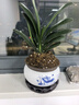 君子蘭盆栽高級圓頭和尚精品名貴花卉植物室內綠植四季好30厘米 精品君子蘭(荷花618陶瓷盆)+送肥料 含盆 曬單實(shí)拍圖