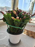新品重瓣蟹爪蘭盆栽帶花苞耐寒花卉大全室內陽(yáng)臺植物易活四季開(kāi)花 杏黃色蟹爪蘭15棵+送多花肥【花期帶花苞】 不含盆 曬單實(shí)拍圖