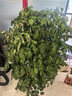 幸福樹(shù)客廳大盆栽室內好養花卉盆景綠植辦公室四季常青植物 幸福樹(shù)1.1米【原土原盆】 曬單實(shí)拍圖