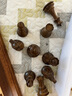 御圣 國(guó)際象棋大號(hào)實(shí)木花梨木黃楊木棋子木制棋盤比賽用棋亞運(yùn)會(huì)同款 (金花梨)棋子+包邊直角棋盤 曬單實(shí)拍圖