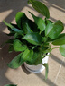 行湘綠蘿盆栽水培綠植新房除甲醛植 110號綠蘿+椎紋陶瓷盆 源頭直發(fā) 曬單實(shí)拍圖