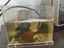 城曼魚(yú)缸加熱棒納米陶瓷烏龜低水位加熱器迷你小型變頻斗魚(yú)缸熱帶魚(yú) 【可調溫】30W白陶瓷≤12L水/超溫保護/溫控顯示 曬單實(shí)拍圖