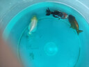 金魚(yú)（Jinyu）【精品高質(zhì)】蘭壽金魚(yú)淡水錦鯉觀(guān)賞魚(yú)國粹耐活好養 蘭壽3條4-5CM【可選顏色】 曬單實(shí)拍圖
