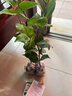 【6.9元四季茶花樹(shù)苗盆栽】多色茶花室內四季山茶花庭院濃香型 十八學(xué)士【10-20厘米】帶土發(fā)貨 曬單實(shí)拍圖