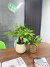 JCZS新品開(kāi)花發(fā)財樹(shù)盆栽室內好養易活花卉植物客廳辦公室綠植 三桿發(fā)財樹(shù)(原土盆)+營(yíng)養液 曬單實(shí)拍圖