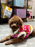 貝初眾狗狗衣服冬季保暖寵物貓咪小狗衣服中小型犬秋冬裝泰迪比熊雪納瑞 東北大花棉襖-喜慶唐裝 M-胸圍40 背長(cháng)30  建議5-8斤寵物 曬單實(shí)拍圖