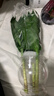 恰意觀(guān)音竹富貴竹水培植物帶根花卉綠植綠蘿室內盆栽轉運竹帶花瓶好養 【2盆】觀(guān)音竹6支+透明魚(yú)缸盆+營(yíng)養液 曬單實(shí)拍圖