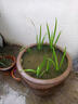 臨雅魚(yú)缸真水草水培植物造景凈水菖蒲水養龜缸水生好養耐活綠植盆栽 3棵水菖蒲(15-20cm) 曬單實(shí)拍圖