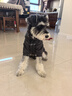蕓惠闕狗狗衣服秋冬季小型犬泰迪博美衣服雪納瑞寵物T恤狗狗衣服衛衣 黑色印花t XL背長(cháng)36建議8-12斤 曬單實(shí)拍圖