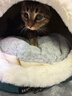 華元寵具貓窩半封閉式冬季保暖貓屋貓床幼貓貓咪窩安全感可拆洗墊子寵物窩 兩用絎縫保暖貓窩 M：（建議15斤內） 曬單實(shí)拍圖