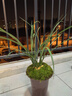 華香園鄭孝荷蕙蘭銘品蘭花苗濃香型辦公室內盆景耐陰綠植綠植盆栽花卉 鄭孝荷1棵3苗帶花苞 裸根發(fā)貨 曬單實(shí)拍圖