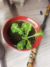 大禹羽衣甘藍種子大全盆栽苗帶土種苗菜苗冬春季蔬菜苗食用雨衣甘蘭 綠羽衣甘藍苗 5棵+1棵 帶土 曬單實(shí)拍圖