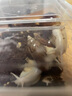 澤馭名寵白玉蝸?；铙w寵物巨型大蝸牛觀(guān)賞教學(xué)小蝸牛學(xué)生科學(xué)實(shí)驗觀(guān)察套裝 白玉蝸牛5只5-7CM簡(jiǎn)易套餐 曬單實(shí)拍圖