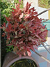 紅葉石楠樹(shù)苗四季常青庭院別墅綠化苗木盆栽紅羅賓籬笆苗景觀(guān) 一件50棵【40-50厘米高】 曬單實(shí)拍圖