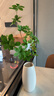 范爺家陶瓷花瓶高級感大號家居客廳餐廳鮮花水培插花擺件輕奢簡(jiǎn)約裝飾品 曬單實(shí)拍圖