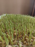 花友秀 小麥種子麥苗榨汁芽苗菜種子無(wú)土水培栽培紙上種菜陽(yáng)臺 榨汁小麥籽500克 曬單實(shí)拍圖