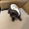 貝初眾狗狗衣服寵物小狗比熊博美加絨衣服秋冬季幼小型犬泰迪貓衣服 格子小熊-S【建議3-5斤】 柔軟舒適 可愛(ài)小熊 曬單實(shí)拍圖
