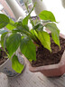 萬(wàn)年青盆栽室內四季常青新家植物耐寒耐熱好養綠植 萬(wàn)年青40厘米【5-6顆】 曬單實(shí)拍圖