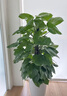 Only you【兩小時(shí)達】發(fā)財樹(shù)大型盆栽綠植花卉室內客廳辦公室開(kāi)業(yè)喬遷送禮 綠蘿 曬單實(shí)拍圖