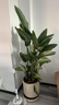 天堂鳥(niǎo)客廳大型植物盆栽旺宅落地式大葉花卉鶴望蘭室內除甲醛綠植 送貨上門(mén)天堂鳥(niǎo)1.2-1.4米加侖盆送托盤(pán)專(zhuān)用肥 含盆 曬單實(shí)拍圖