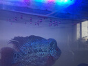 奈寵羅漢魚(yú)專(zhuān)用飼料起頭增色魚(yú)食壽星頭凸頭財神魚(yú)增艷發(fā)色魚(yú)糧 起頭增艷3mm上浮型粒 1200ml≈550g 曬單實(shí)拍圖