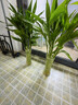 富貴竹水養客廳帶根水培植物盆栽土招財大寬葉富貴竹粗竹加粗竹子 【帶根富貴竹10棵 高70公分左右 曬單實(shí)拍圖