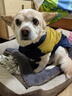 冬季狗狗棉服加厚保暖輕盈防水小狗衣服冬天外出冬裝棉衣寵物馬甲 藏青+黃 3XL（20-26斤） 狗狗V型馬甲棉服 曬單實(shí)拍圖
