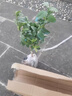呆果丁香水檸檬樹(shù)苗盆栽帶果室內室外結果無(wú)籽四季檸檬苗食用檸檬樹(shù)果苗 5年精選苗一棵裝當年結果（備注品種）死苗包賠 曬單實(shí)拍圖