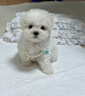 純種韓版比熊幼犬馬爾熊小體寵物狗狗活物短嘴卷毛血統長(cháng)不大 寵物級 精品比熊 曬單實(shí)拍圖
