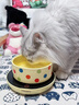 JPHZNB德國品牌恒溫貓咪飲水機寵物加熱酸奶機喝水恒溫水碗加熱貓狗喝水 550ML波點(diǎn)陶瓷碗+定時(shí)3檔恒溫底座 曬單實(shí)拍圖