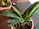 君子蘭盆栽帶花苞四季好養多肉花苗盆景客廳桌面老樁大苗花卉綠植 【巨劃算】8-11葉+營(yíng)養土+肥【不含盆】 曬單實(shí)拍圖