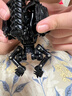 52TOYS猛獸匣無(wú)限系列異形 國創(chuàng  )機甲變形玩具14歲以上 曬單實(shí)拍圖
