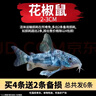 瘋狂水草清潔魚(yú)活體魚(yú)缸除藻工具魚(yú)清道夫黑殼蝦同款淡水觀(guān)賞魚(yú)耐活 花椒鼠2-3cm（6條） 曬單實(shí)拍圖