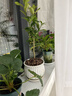 檸檬樹(shù)苗  陽(yáng)臺盆栽綠植花卉耐寒四季植物辦公室盆栽 香水檸檬樹(shù)+草花陶瓷盆+陶粒 曬單實(shí)拍圖