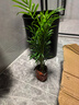 意軒小椰子樹(shù) 袖珍花椰子 盆栽水培土培袖珍椰子花卉綠植植物盆栽 袖珍椰子帶簡(jiǎn)易盆帶盆帶土發(fā)貨 不含盆 曬單實(shí)拍圖