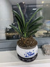 君子蘭盆栽高級圓頭和尚精品名貴花卉植物室內綠植四季好30厘米 精品君子蘭(荷花618陶瓷盆)+送肥料 含盆 曬單實(shí)拍圖