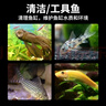 瘋狂水草清潔魚(yú)活體魚(yú)缸除藻工具魚(yú)清道夫黑殼蝦同款淡水觀(guān)賞魚(yú)耐活 花椒鼠2-3cm（6條） 曬單實(shí)拍圖